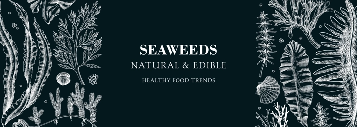 Edible seaweed banner design. Hand drawn food ingredients and vegetarian products on chalkboard. Sea vegetables - kelp, wakame, kombu, hijiki, Irish moss vector illustration. Asian cuisine menu